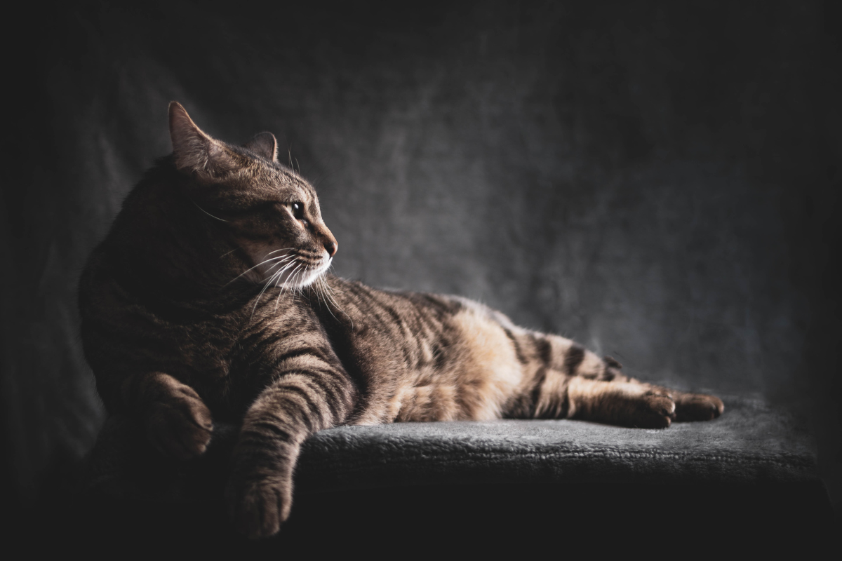 fotógrafo de gatos pontevedra