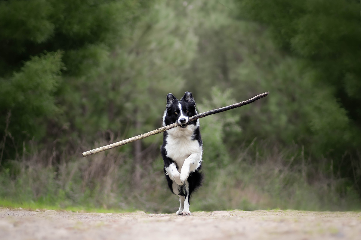 fotografías de mascotas