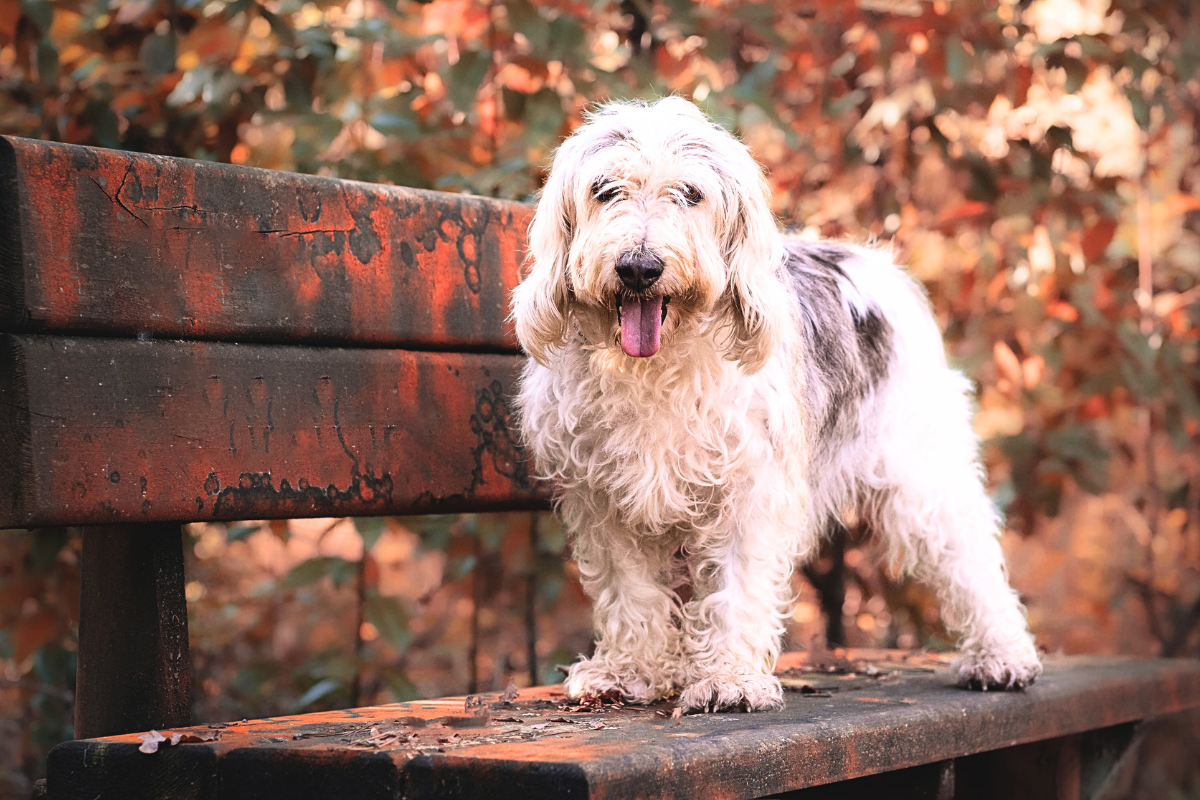fotógrafo de perros y gatos Pontevedra