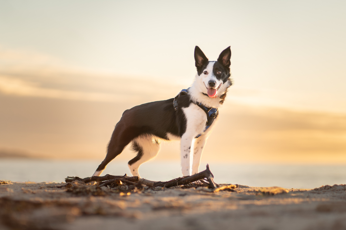 sesiones de fotos para perros